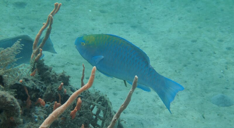 01-02-24 Juvenile Blue Parrotfish.JPG