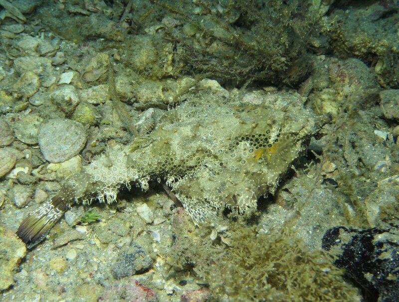 01-02-24 Polkadot Batfish.JPG