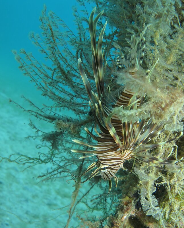 01-02-24 Red Lionfish.JPG