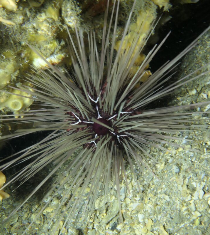 01-03-24 Long Spine Sea Urchin.JPG
