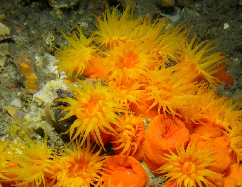 01-03-24 Orange Cup Coral.JPG