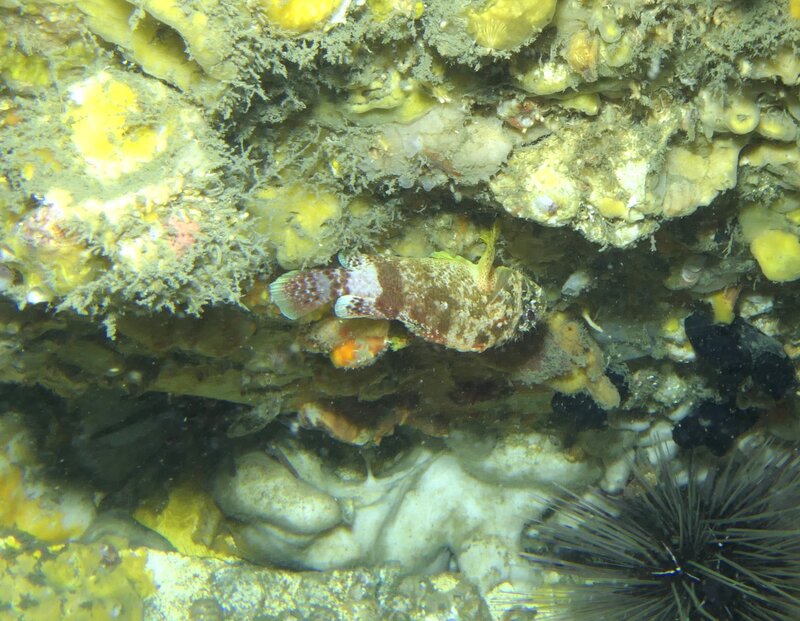 01-03-24 Reef Scorpionfish.JPG