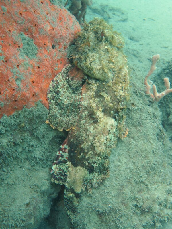 01-05-24 Spotted Scorpionfish.JPG
