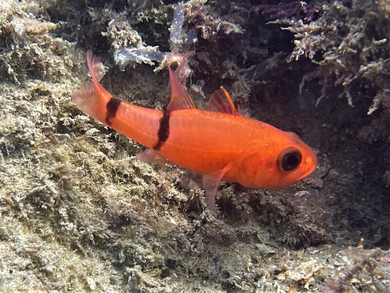 01-06-22 Barred Cardinal Fish.jpeg