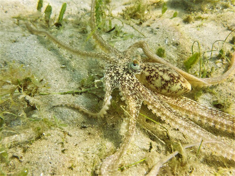 01-07-23 Atlantic Longarm Octopus.jpeg