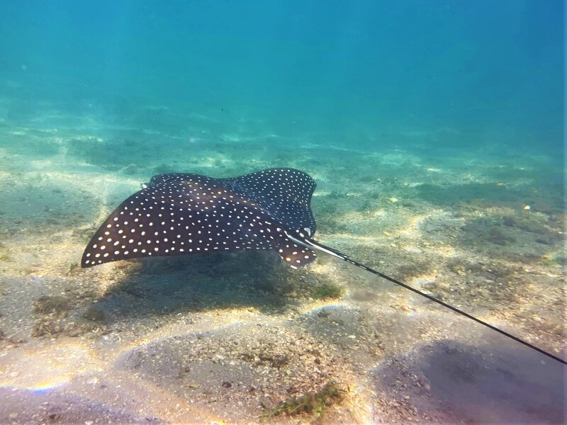 01-07-23 Spotted Eagle Ray.jpeg