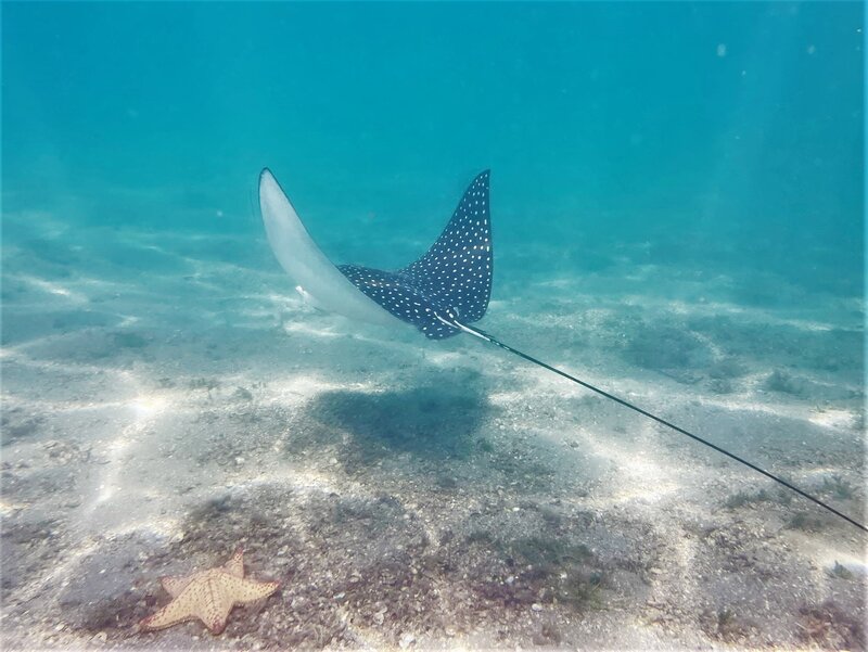 01-07-23 Spotted Eagle Ray2.jpeg
