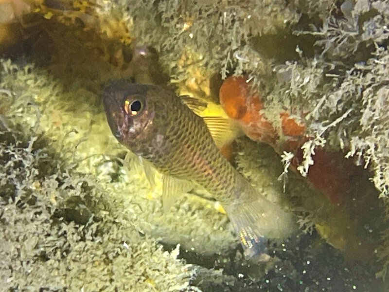 01-12-23 Freckled Cardinalfish1.jpeg