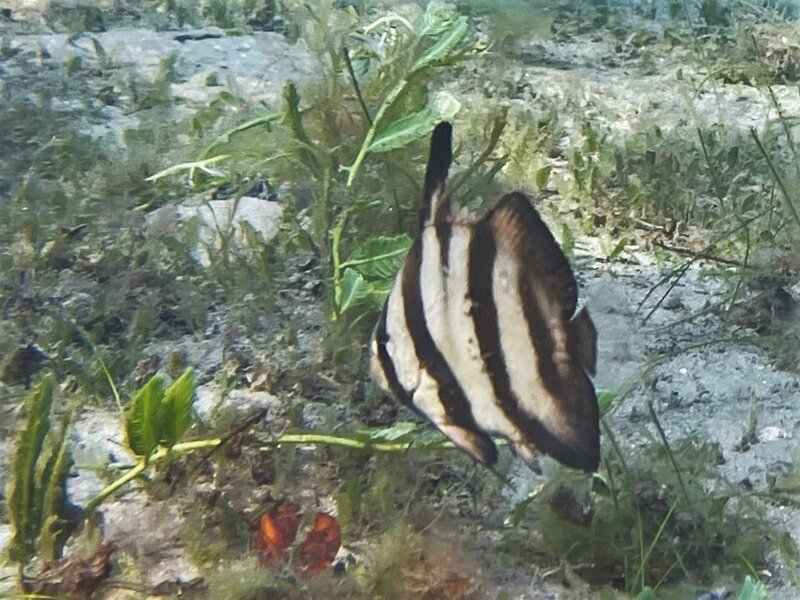01-12-23 Juvenile Spadefish.jpeg