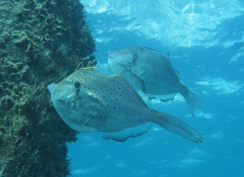 01-13-2024 Orange FIlefish .JPG