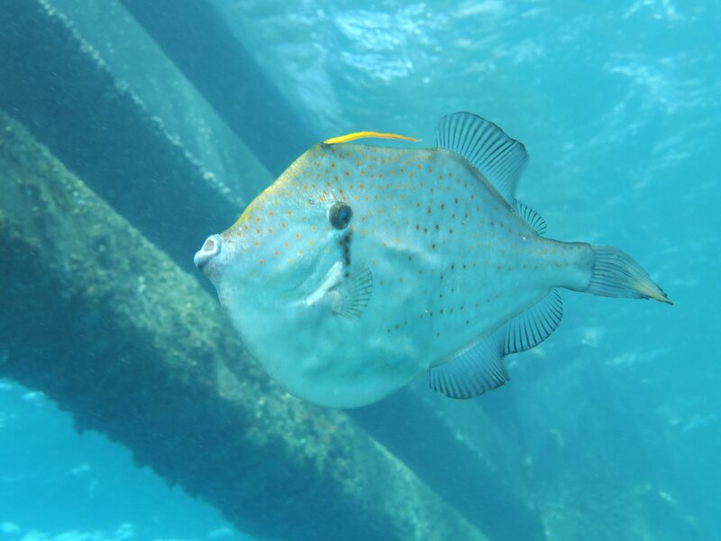 01-13-2024 Orange Filefish1.JPG