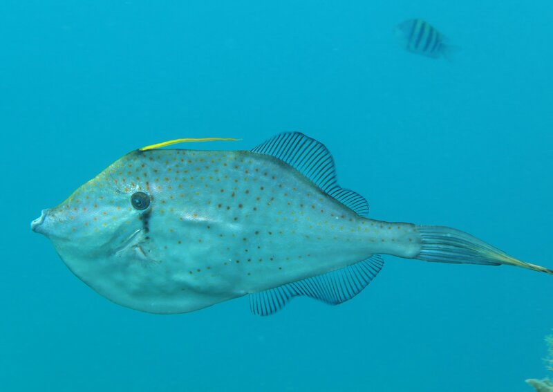 01-13-2024 Orange Filefish2.JPG