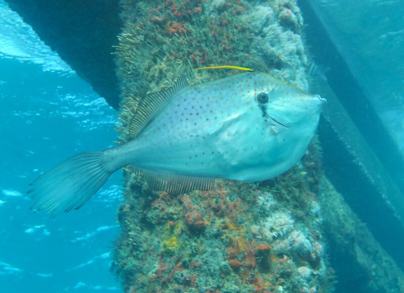 01-13-2024 Orange Filefish3.JPG