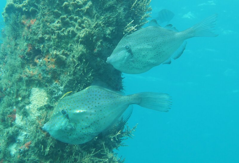 01-13-2024 Orange Filefish4.JPG