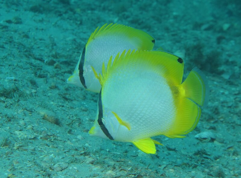 01-13-2024 Spotfin Butterfly.JPG