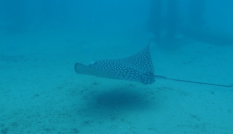 01-15-2024 Spotted Eagle Ray.JPG