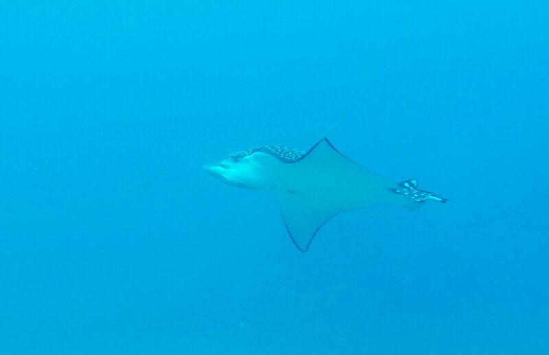 01-15-2024 Spotted Eagle Ray1.JPG