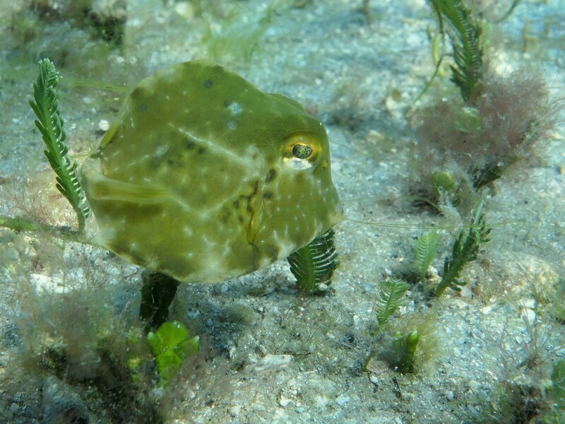 01-17-2024 Juvenile Trunkfish.JPG