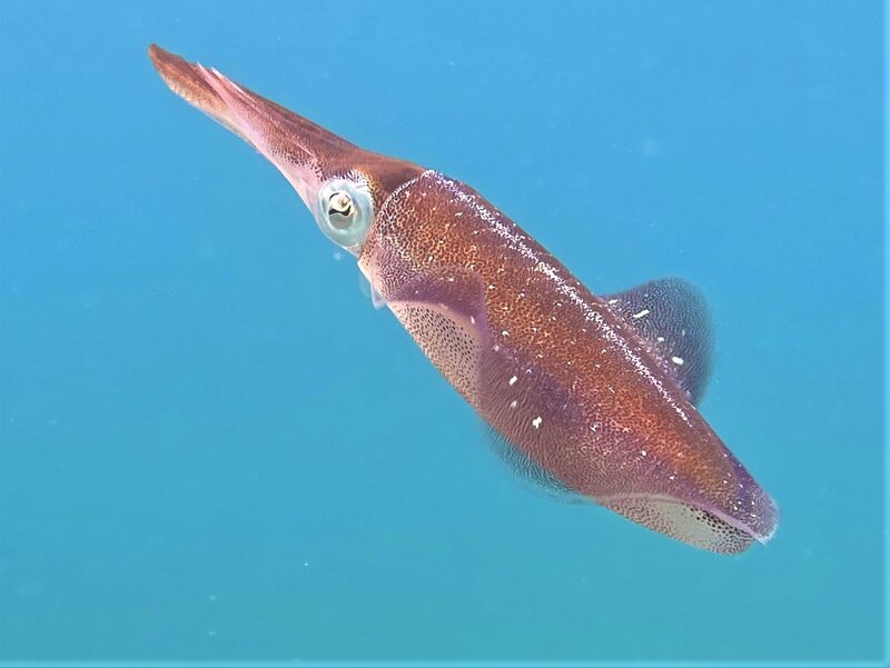 01-21-22 Reef Squid.jpeg