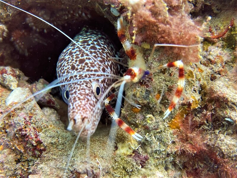 01-23-23 Spotted Moray Eel and Banded Coral Shrimp.jpeg