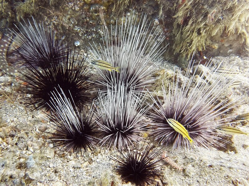 01-25-23 Longspine Sea Urchin Party.jpeg
