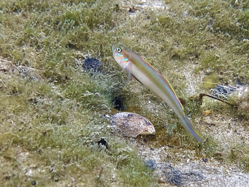 01-26-23 Banner Goby.jpeg