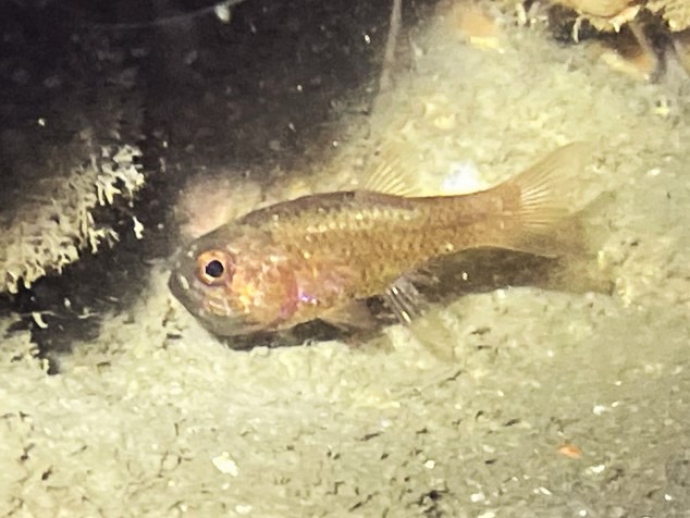 01-27-23 Unidentified Cardinalfish.jpeg