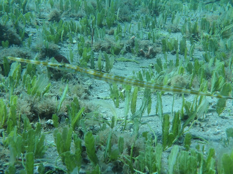 01-31-24 Cornetfish1.JPG