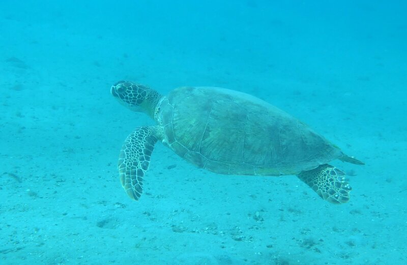 01-31-24 Green Sea Turtle.JPG