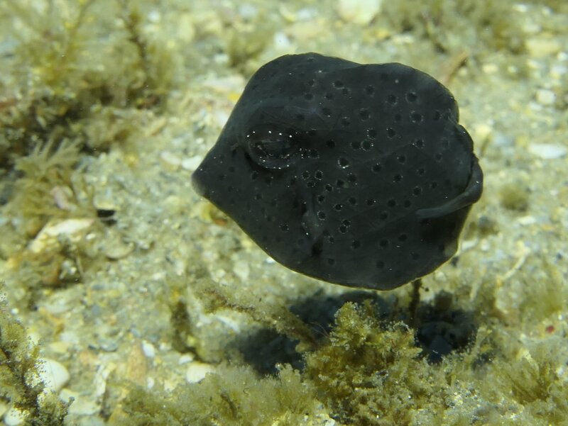 01-31-24 Juvenile Boxfish.JPG