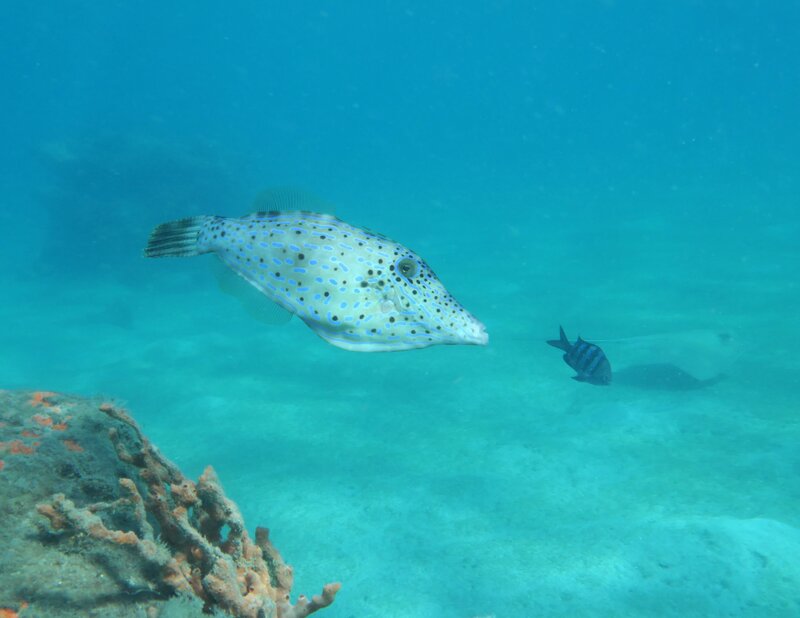 01-31-24 Scrawled Filefish.JPG