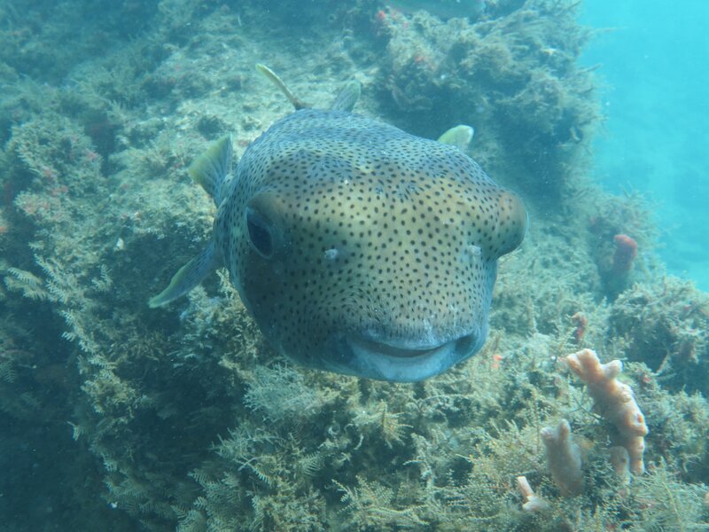 02-01-24 Porcupinefish.JPG