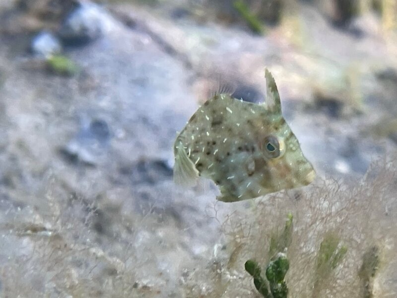 02-02-23 Pygmy Filefish.jpeg