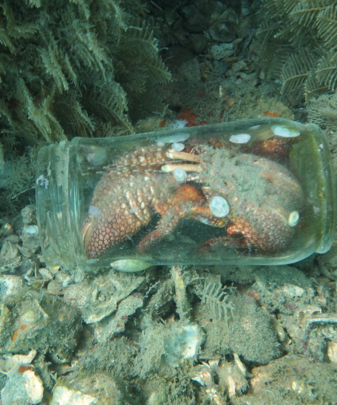 02-02-24 Hermit Crab.JPG
