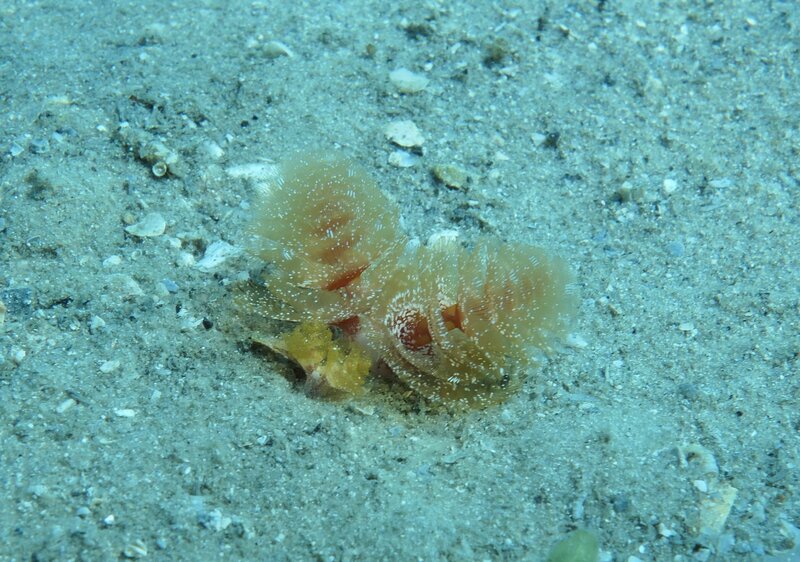02-03-24 Phoronopsis Californica.JPG