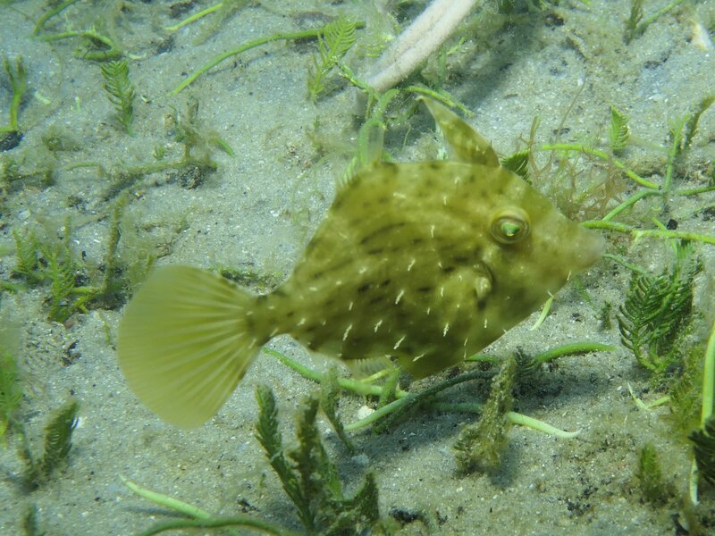 02-04-24 Pygmy Filefish.JPG
