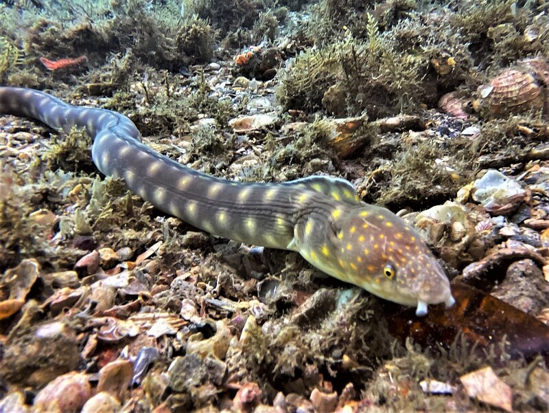 02-05-22 Sharptail Eel Wide Angle.jpeg