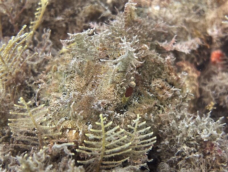 02-07-22 Spotted Scorpionfish.jpeg