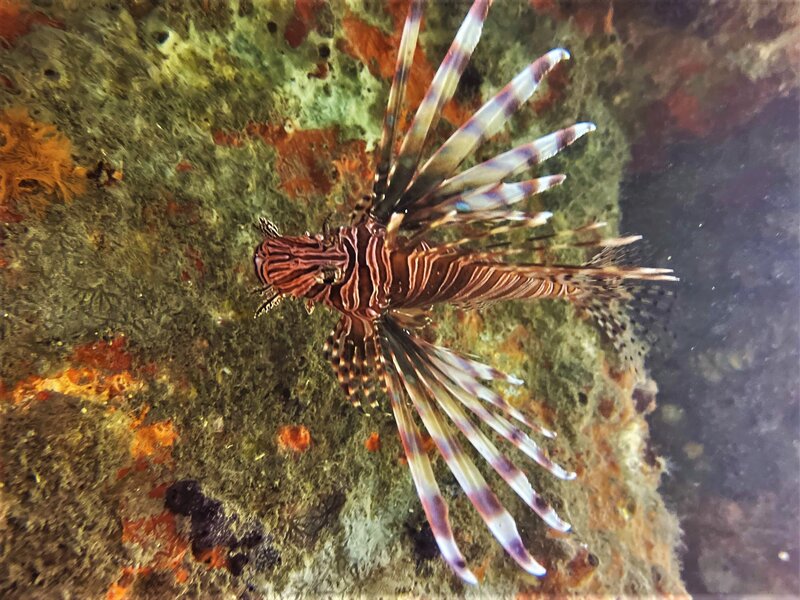 02-07-23 Lionfish.jpeg