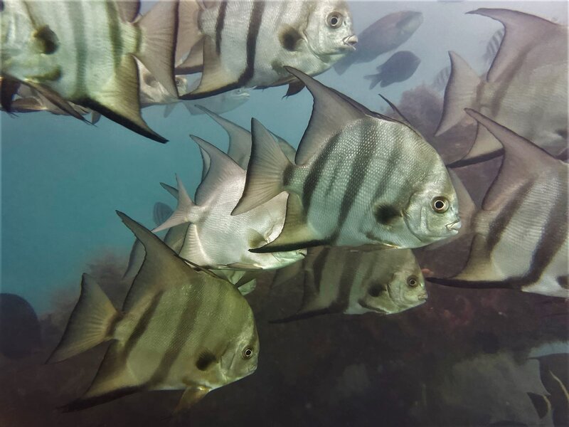 02-07-23 Spadefish.jpeg