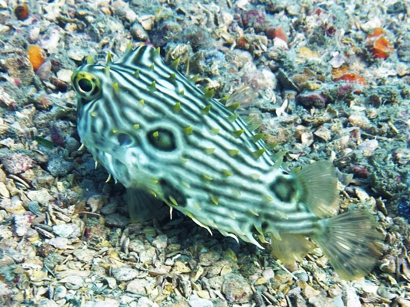02-09-23 Striped Burrfish.jpeg