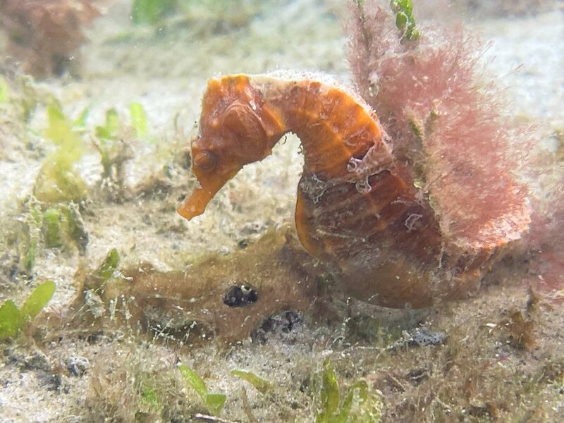 02-18-23 Seahorse.jpeg