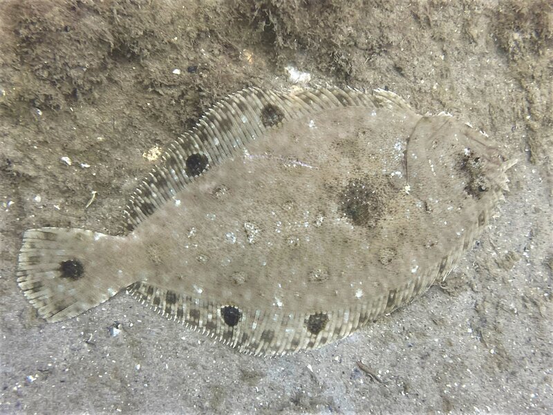 02-18-23 Spotfin Flounder.jpeg