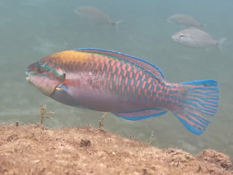 02-18-23 Striped Parrotfish.jpeg