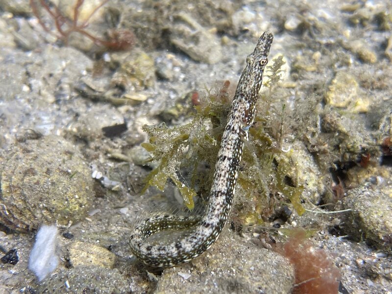 02-19-23 Bluethroat Pikeblenny.jpeg