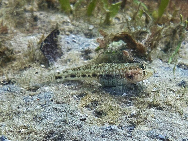 02-19-23 Dash Goby.jpeg