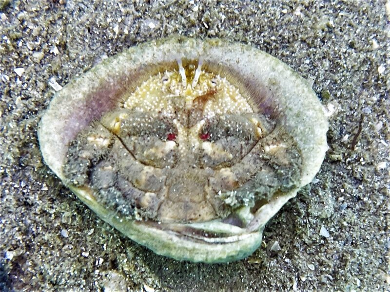 02-21-23 Granulated Shellback Crab.jpeg