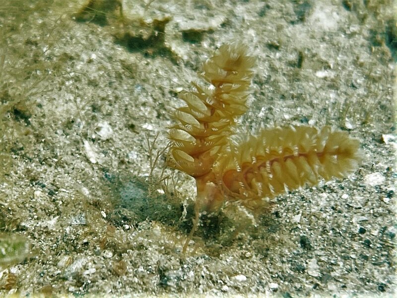 02-22-23 Phoronopsis californica.jpeg