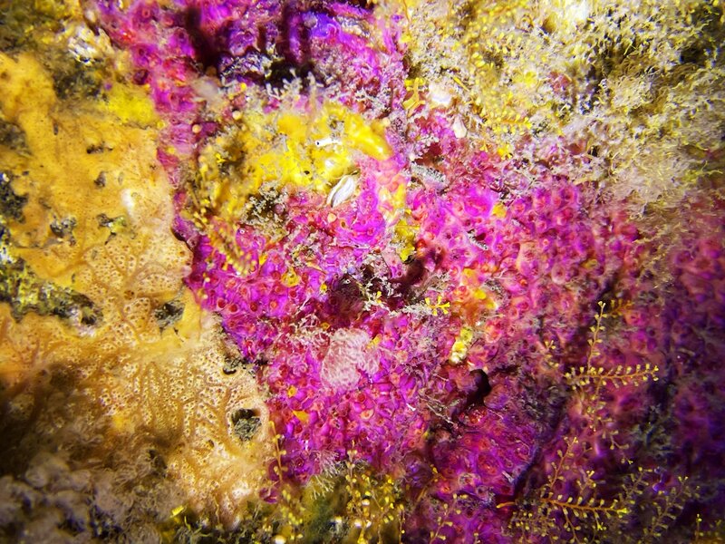 02-23-23 Exquisite Purple Tunicate .jpeg