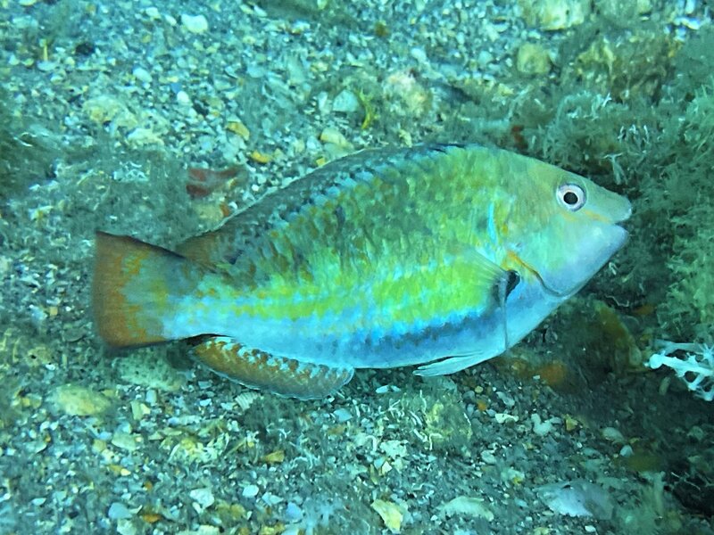 02-24-23 Parrotfish.jpeg